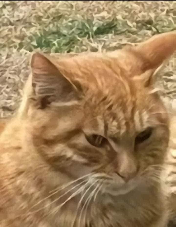 Chắc chú mèo này đã gây ra việc gì tội lỗi lắm, nên bây giờ mới có gương mặt tội lỗi này.