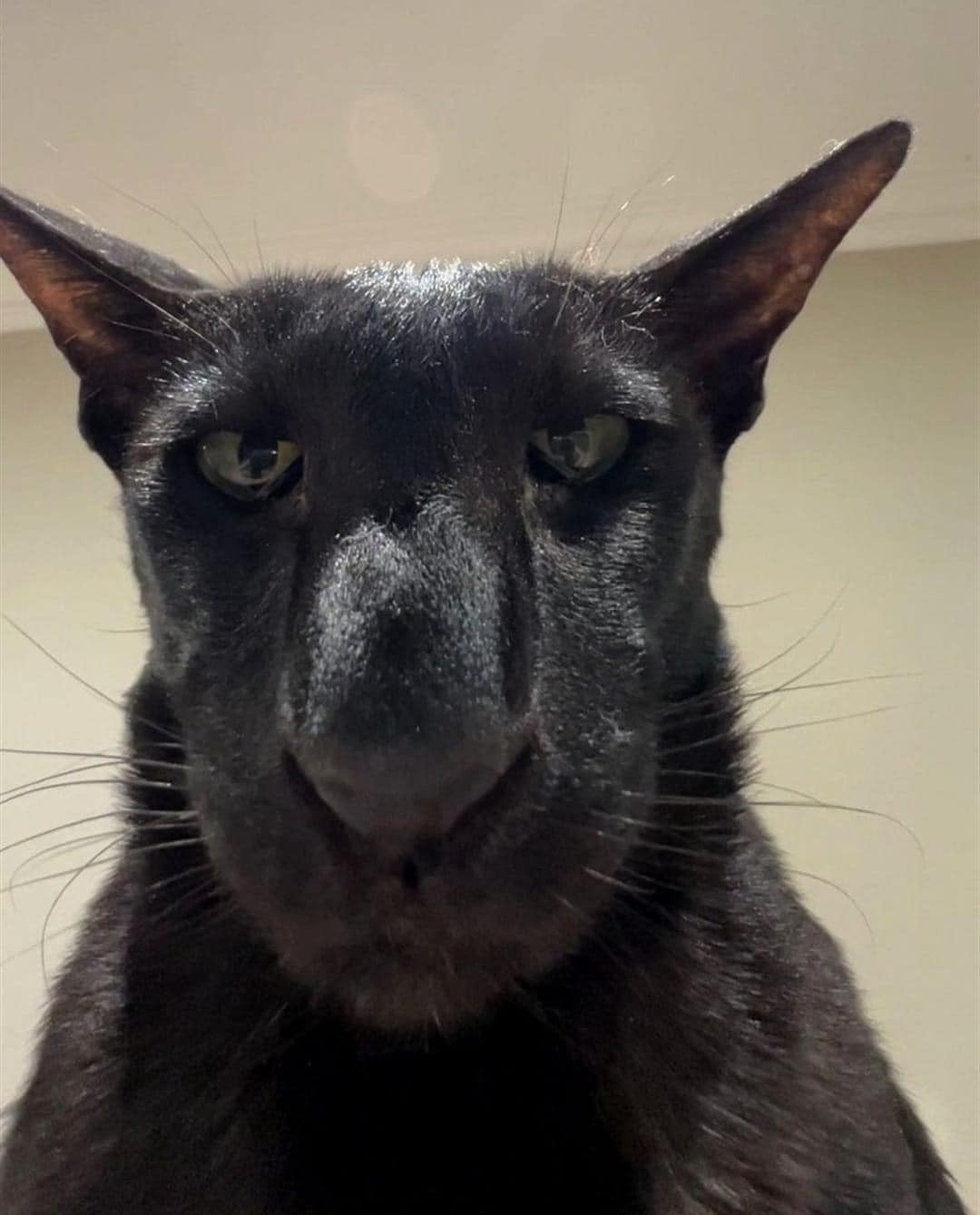 Cũng muốn chụp 1 tấm selfie nhưng tấm này trông hơi kỳ.