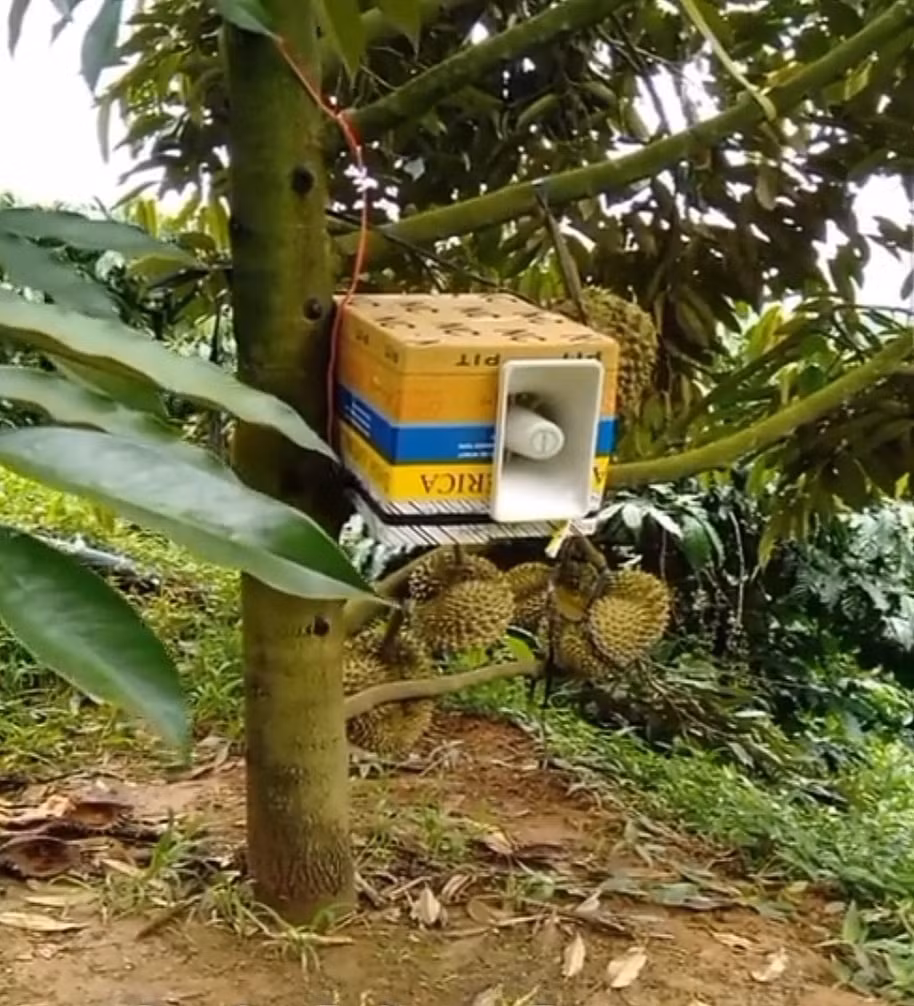 Thậm chí để cả loa phát thanh ở trên cây.