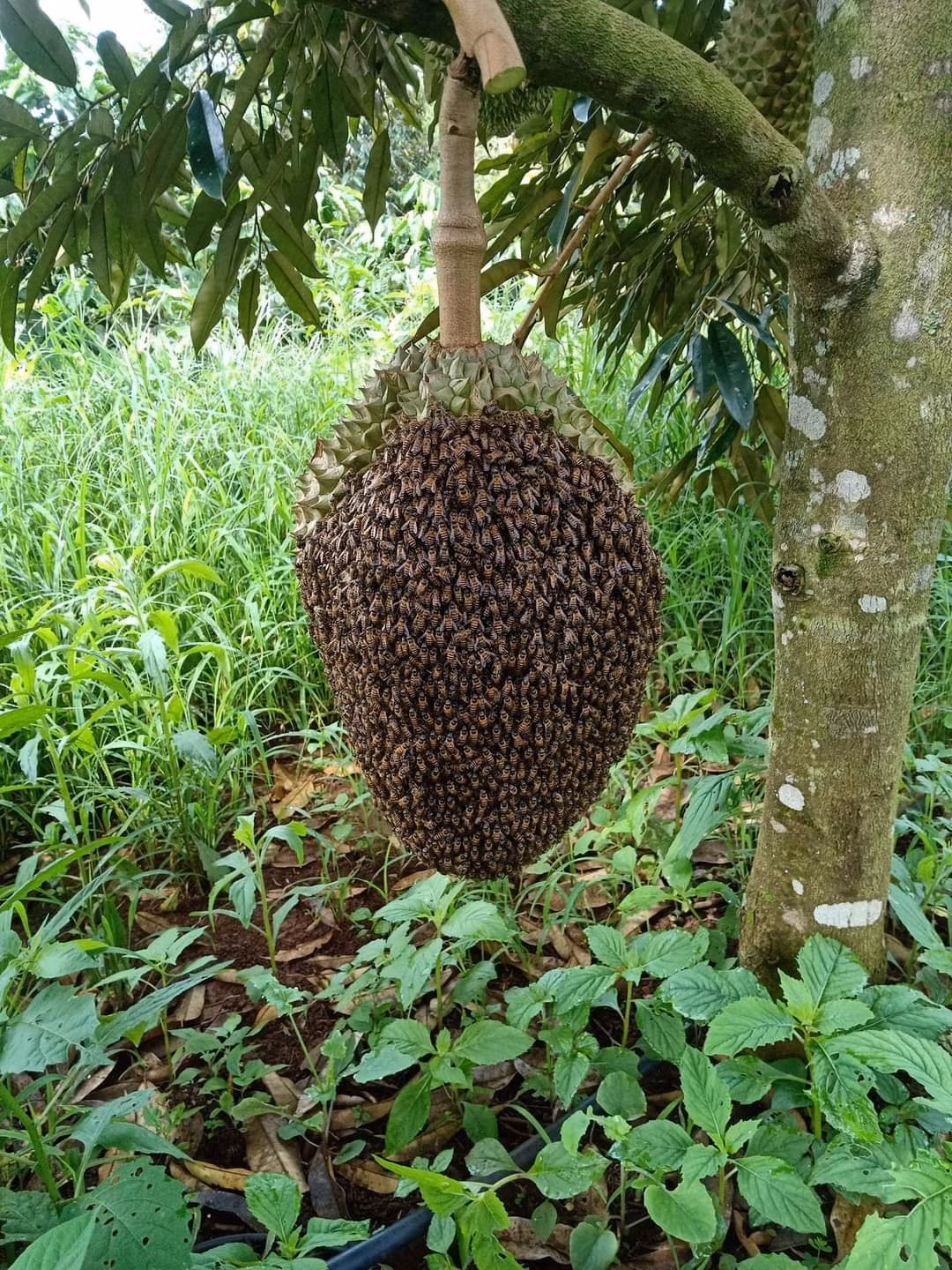 Quả sầu này thì chắc cả gia chủ cũng không dám chạm vào chứ đừng nói là trộm.