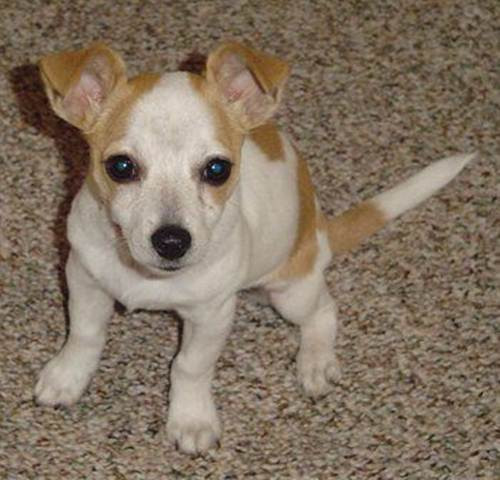 Là một giống chó pha giống Chihuahua, Chesties là một sản phẩm của dòng Chihuahua lai với West Highland White Terrier. Chúng sống độc lập, ngộ nghĩnh, là một vật nuôi tuyệt vời trong gia đình. Trọng lượng trung bình vào khoảng 2,7kg.