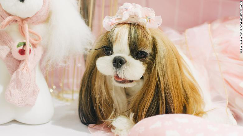 Sau những ngày quay trở lại làm việc thì dịp lễ 30/4 là thời gian rảnh rỗi bạn có thể tận dụng để chăm sóc thú cưng của mình trước khi chính thức quay trở lại với công việc.