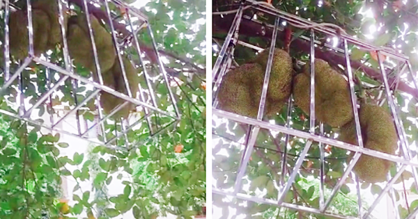 Thậm chí, có người còn đóng hẳn lồng kiên cố để bảo vệ cho những quả mít nhà mình, với cách này thì chắc chắn không ai có thể đưa mít đi đâu được.