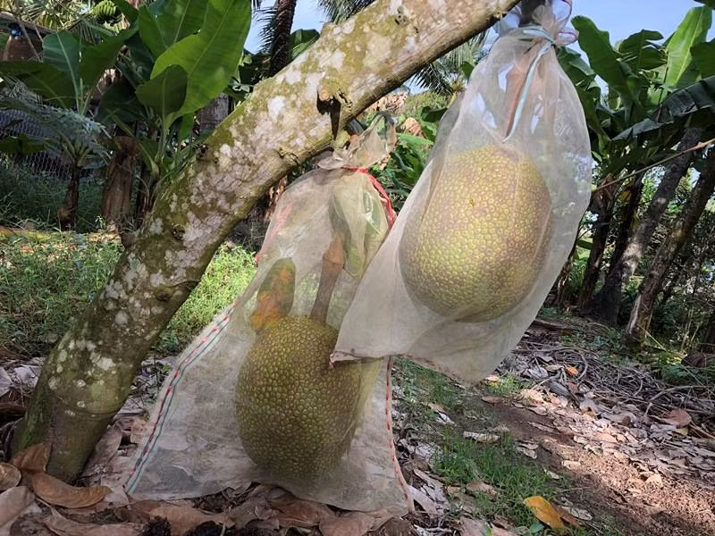 Những quả mít chờ tới ngày chín cũng được gia chủ bao bọc cẩn thận.