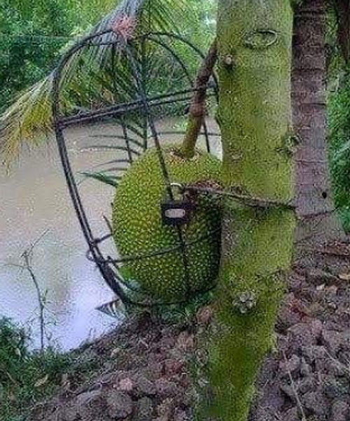 Có người đã mua luôn ổ khoá riêng để niêm phong quả mít nhà mình cùng lồng sắt rất kiên cố.