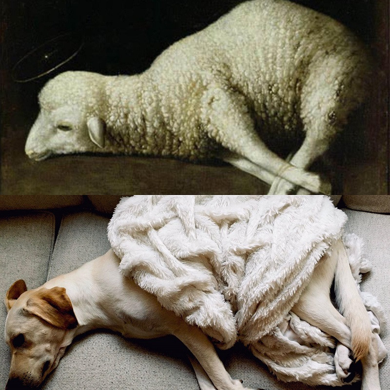 Không chỉ người mà thú cưng cũng được tham gia thử thách, miễn sao giống tác phẩm gốc là được.