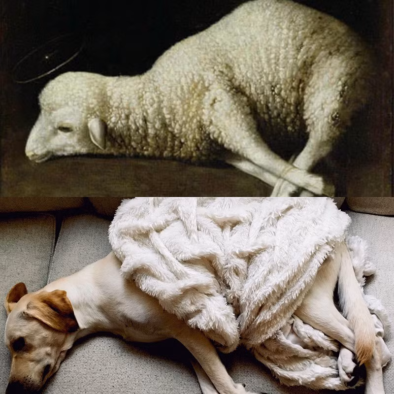 Không chỉ người mà thú cưng cũng được tham gia thử thách, miễn sao giống tác phẩm gốc là được.