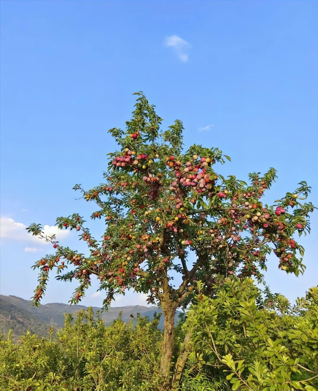 Ở Mộc Châu hiện có hàng chục vườn mận từ lớn đến nhỏ, phân bổ khắp nơi như thung lũng mận Mu Náu, Nà Ka, Phiêng Khoang, Co Kéo,… hay ở thị trấn Nông trường Mộc Châu.