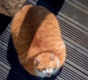 Đang nằm mà đứng lên thôi đã là một thử thách khó khăn rồi.