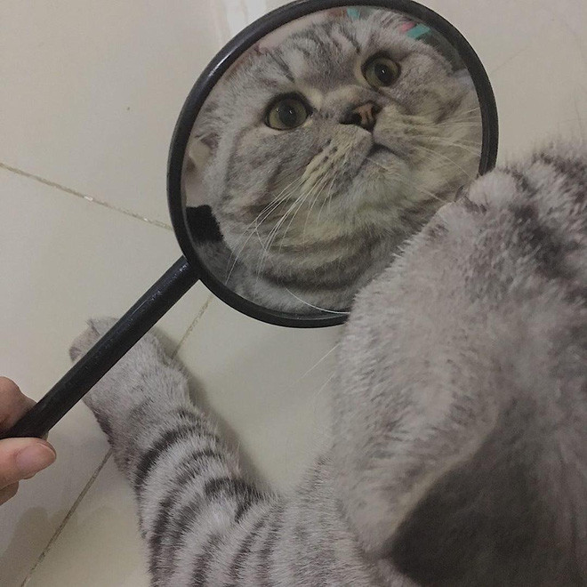 Mèo là loài động vật nhỏ bé, đáng yêu, có thể làm "tan chảy" trái tim bất kỳ ai yêu mến động vật. Thế nhưng, không phải chú mèo cưng nào cũng có thân hình thon gọn với dáng chạy nhanh thoăn thoắt. Mới đây, hình ảnh một boss tên Bốp xuất hiện trên mạng xã hội thu hút sự quan tâm của cộng đồng mạng.