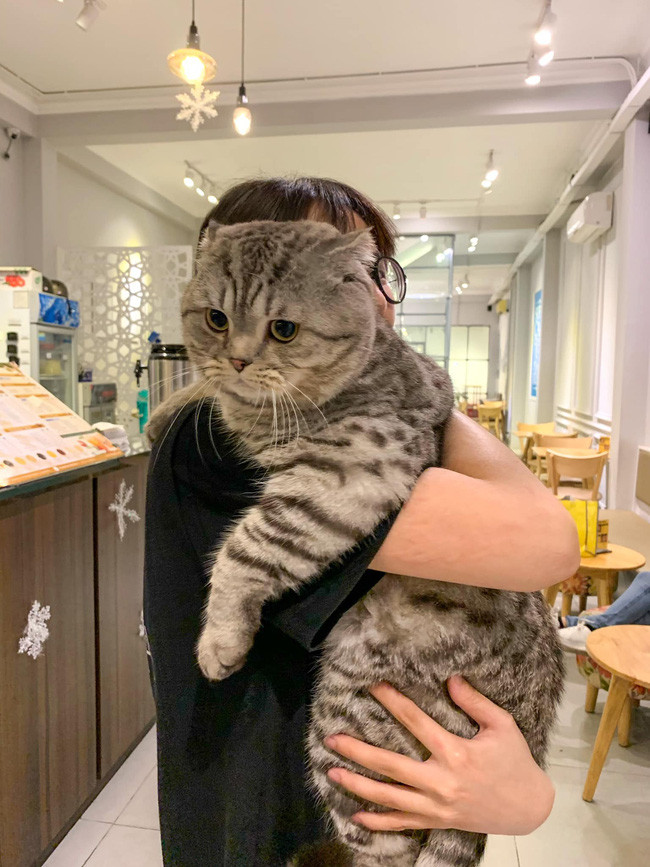 Chính bởi ngoại hình quá khổ của mình nên chủ nhân của Bốp phải lên mạng cầu cứu: "Xin tips giảm cân cho mèo ạ. Con mập này xấp xỉ 11 kí, em mang ra pet shop cân nó nặng hơn cả hai con poddle đứng bên cạnh".