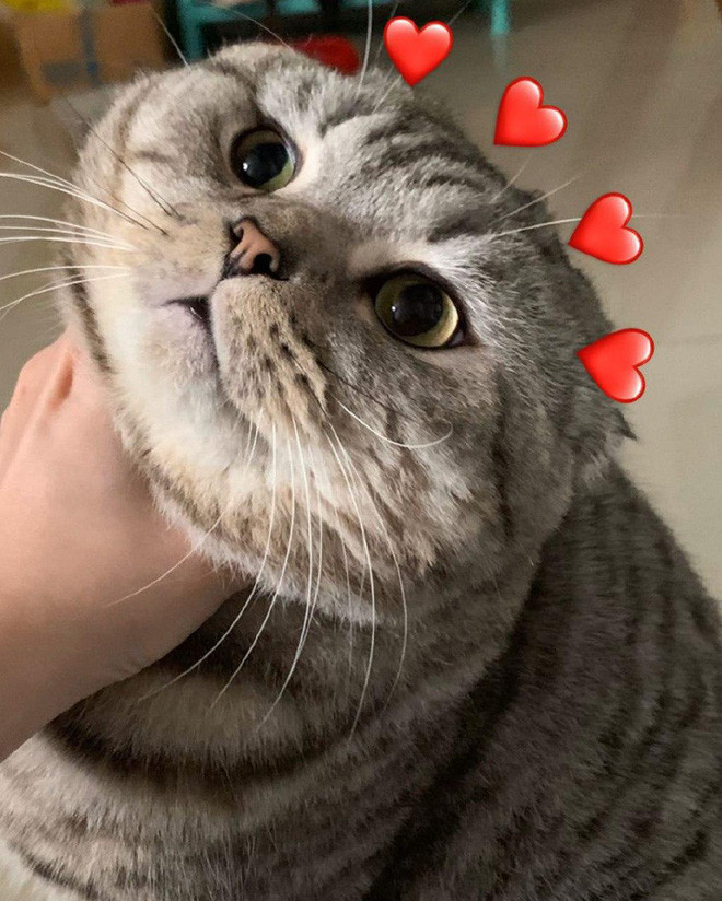 Bên cạnh đưa ra lời khuyên giúp Bốp giảm cân thì nhiều người cũng "bất lực" cho biết: "Béo thế này thì không giảm nổi đâu, nhìn là biết đây là mèo béo lười biếng rồi", "Không biết bạn cho ăn gì mà nó béo dữ dội vậy, mặc dù trông đáng yêu đó nhưng mà mập quá dễ bị bệnh lắm".