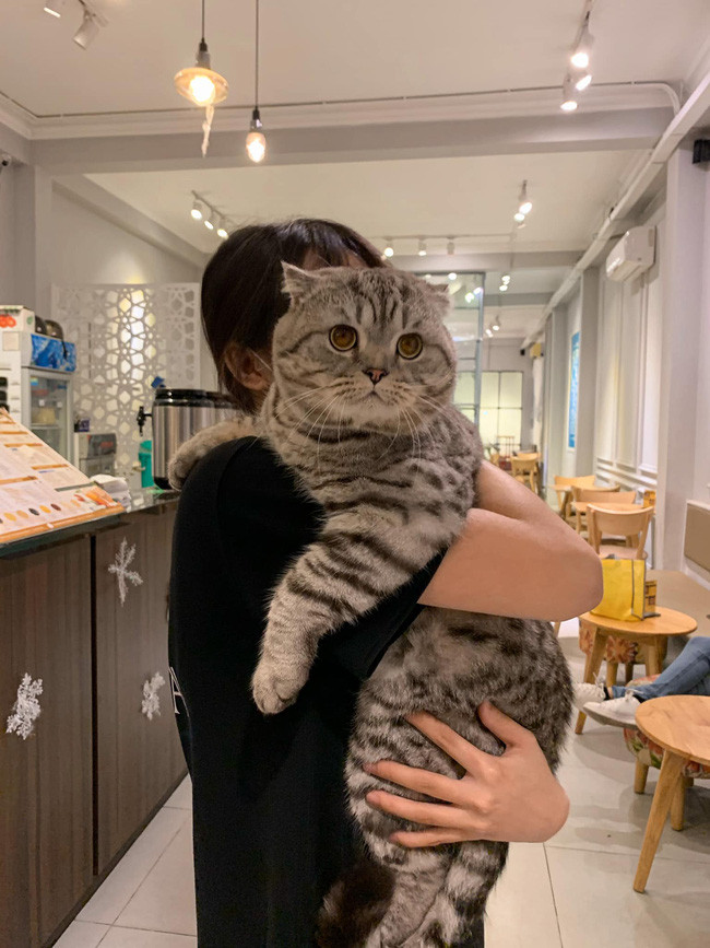 Chú mèo cưng béo ú này có cân nặng lên tới 11kg, to hơn cả một em bé sơ sinh. Nhìn 4 bàn chân của Bốp mà nhiều "con sen" phải phát hoảng, không thể hình dung nổi sao lại to đến như vậy.
