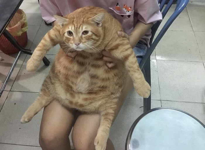 Mèo có rất nhiều cách thể giảm cân như chế ăn, tập thể dục thường xuyên bằng việc vui chơi, chạy nhảy.