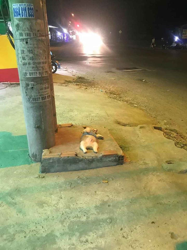 Nếu như 1 ngày của những chú chó bình thường là 24 giờ ăn chơi rồi ngủ, thì riêng với Gody - thanh niên 5 tháng tuổi giống chó Corgi 'lùn' thì thời gian biểu của chú là 23/24h ngủ lăn lóc khắp nơi, chẳng cần ăn hay chơi gì hết.