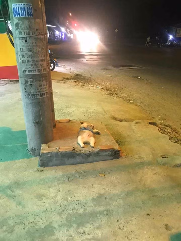 Nếu như 1 ngày của những chú chó bình thường là 24 giờ ăn chơi rồi ngủ, thì riêng với Gody - thanh niên 5 tháng tuổi giống chó Corgi 'lùn' thì thời gian biểu của chú là 23/24h ngủ lăn lóc khắp nơi, chẳng cần ăn hay chơi gì hết.