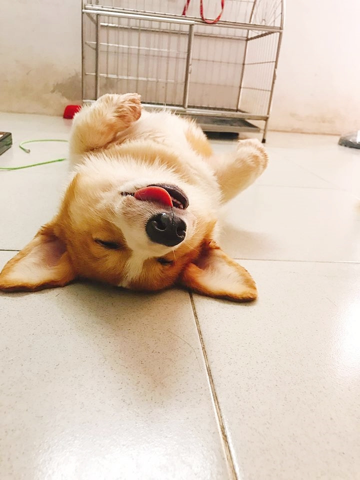 Sự ngộ nghĩnh đáng yêu của Gody đã mang lại vô số năng lượng tích cực, giúp mọi người cảm thấy yêu đời hơn khi ngắm cậu nhóc vắt lưỡi ngủ ngon lành. Có khi sắp tới đây cậu chàng sẽ vượt qua 'idol' Nguyễn Văn Dúi để trở thành chú chó được yêu thích nhất MXH mất thôi.