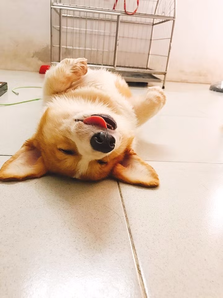 Sự ngộ nghĩnh đáng yêu của Gody đã mang lại vô số năng lượng tích cực, giúp mọi người cảm thấy yêu đời hơn khi ngắm cậu nhóc vắt lưỡi ngủ ngon lành. Có khi sắp tới đây cậu chàng sẽ vượt qua 'idol' Nguyễn Văn Dúi để trở thành chú chó được yêu thích nhất MXH mất thôi.