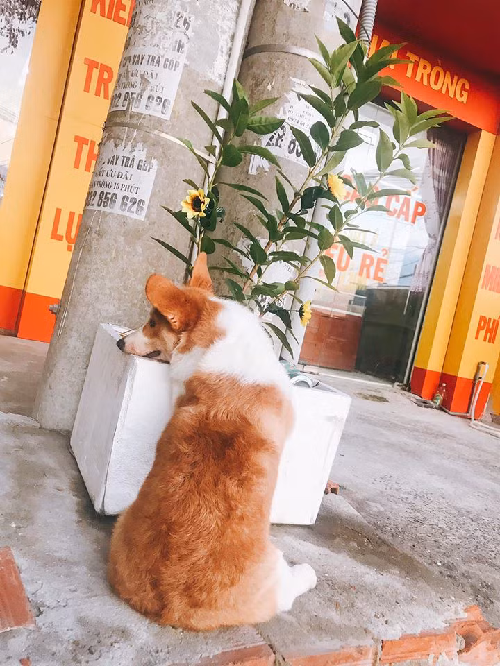 Chỗ nào Gody cũng có thể ngả lưng, nằm vật ra say sưa như chết khiến bao người không nhịn nổi cười, gọi chú là 'thánh ngủ' của loài gâu gâu!