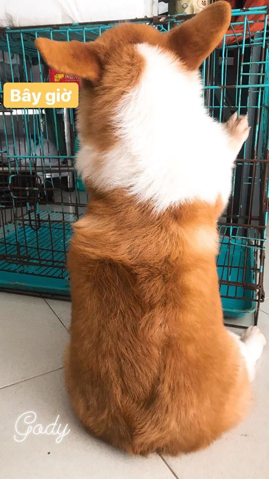 Từ lúc Gody nổi tiếng ầm ầm trên MXH nhờ 'năng lực' ngủ bá đạo, chủ của Gody đã dành hẳn trang fanpage có tên Candy The Corgi Official để đăng ảnh của Gody mỗi ngày, thu hút hơn 94k lượt theo dõi.