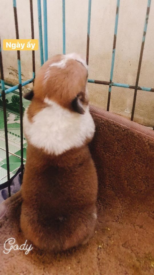 Được biết, Gody là thành viên nhí trong một gia đình yêu chó sống ở miền Nam.