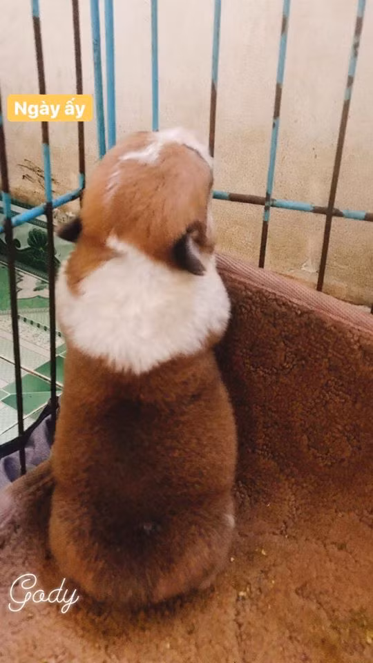 Được biết, Gody là thành viên nhí trong một gia đình yêu chó sống ở miền Nam.