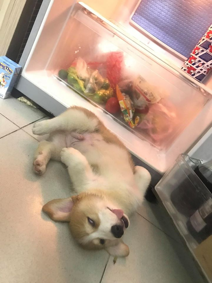 Bức ảnh nào của Gody đăng lên cũng nhận về lượt tương tác khá 'khủng', và điểm chung thú vị của đống ảnh ấy đều là chụp lúc Gody ngủ, với 1001 tư thế khác nhau khiến ai cũng phải bò lăn ra cười, không cười không chịu được.