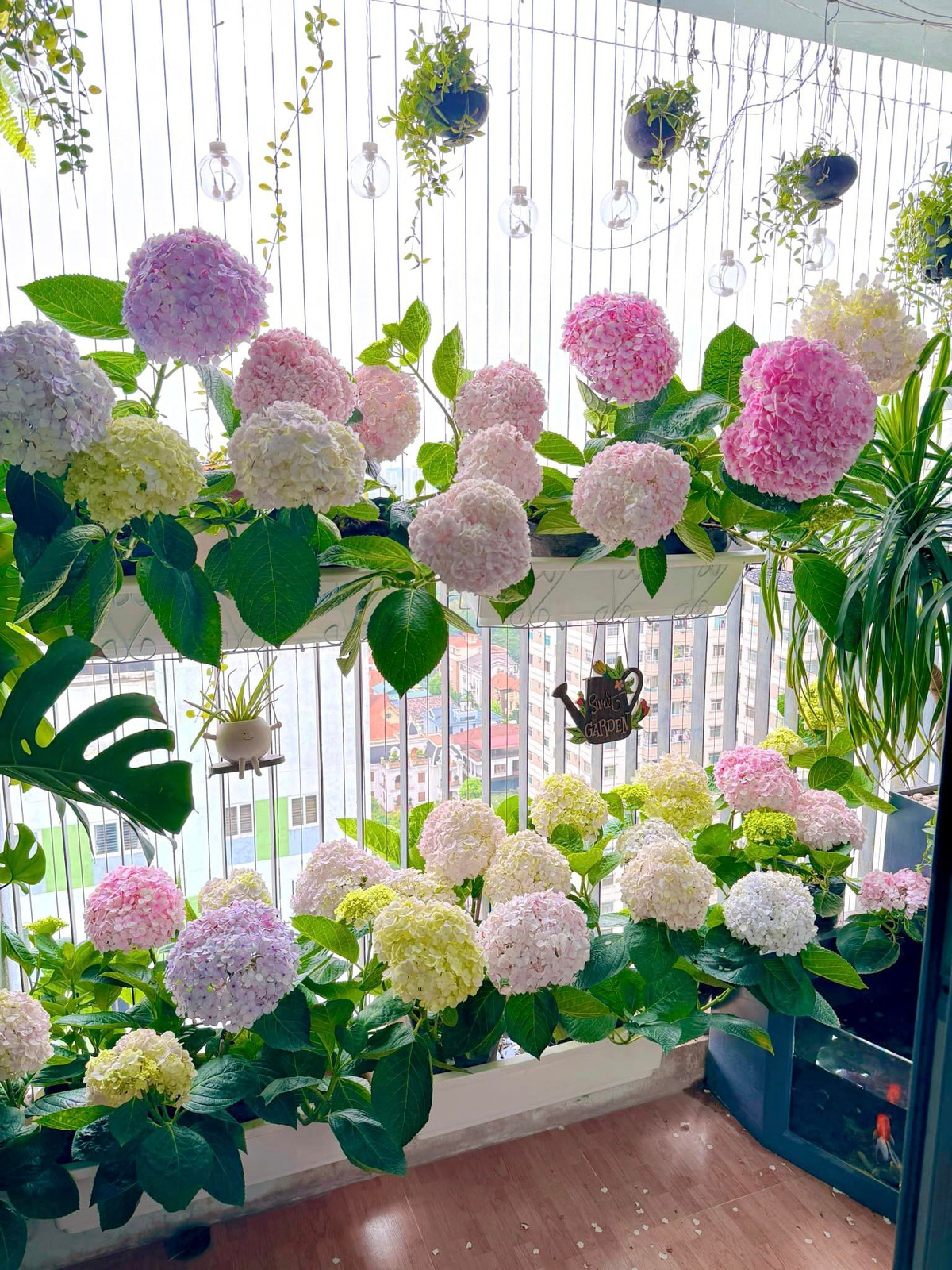 Bài đăng về vườn cẩm tú cầu được trồng ở ban công của cô gái trong một hội nhóm đã thu hút hàng chục nghìn lượt thích. Ai cũng mê đắm trước vẻ đẹp của loài hoa này.