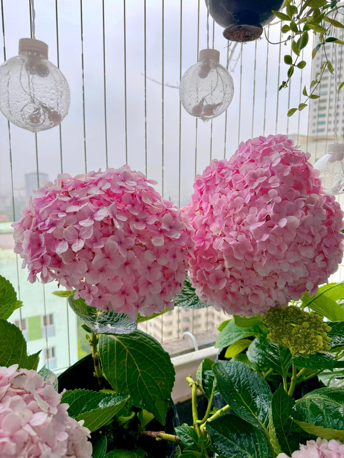 Những bông hoa có kích thước lớn, dù không được trồng ở những nơi rộng rãi và điều kiện thời tiết phù hợp nhất, tuy nhiên dưới bàn tay chăm sóc của chủ nhân, những bông hoa sinh trưởng rất tốt.