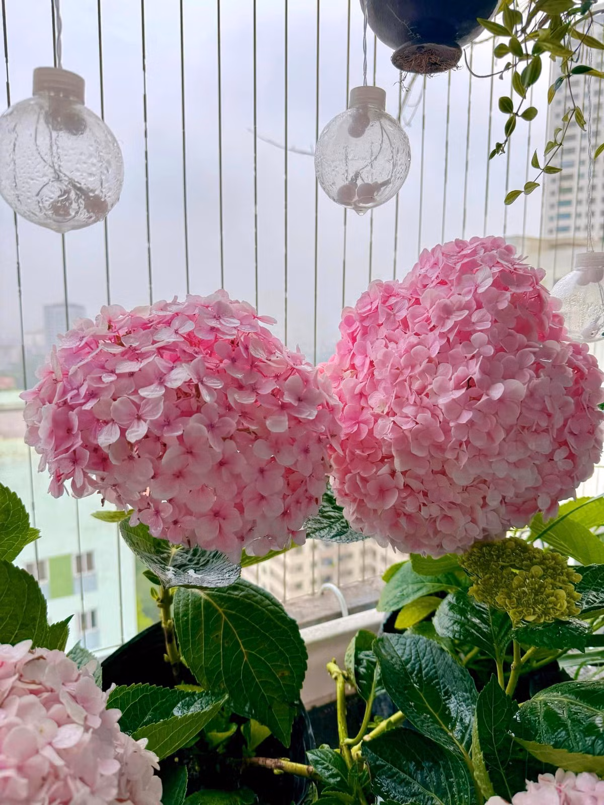 Những bông hoa có kích thước lớn, dù không được trồng ở những nơi rộng rãi và điều kiện thời tiết phù hợp nhất, tuy nhiên dưới bàn tay chăm sóc của chủ nhân, những bông hoa sinh trưởng rất tốt.