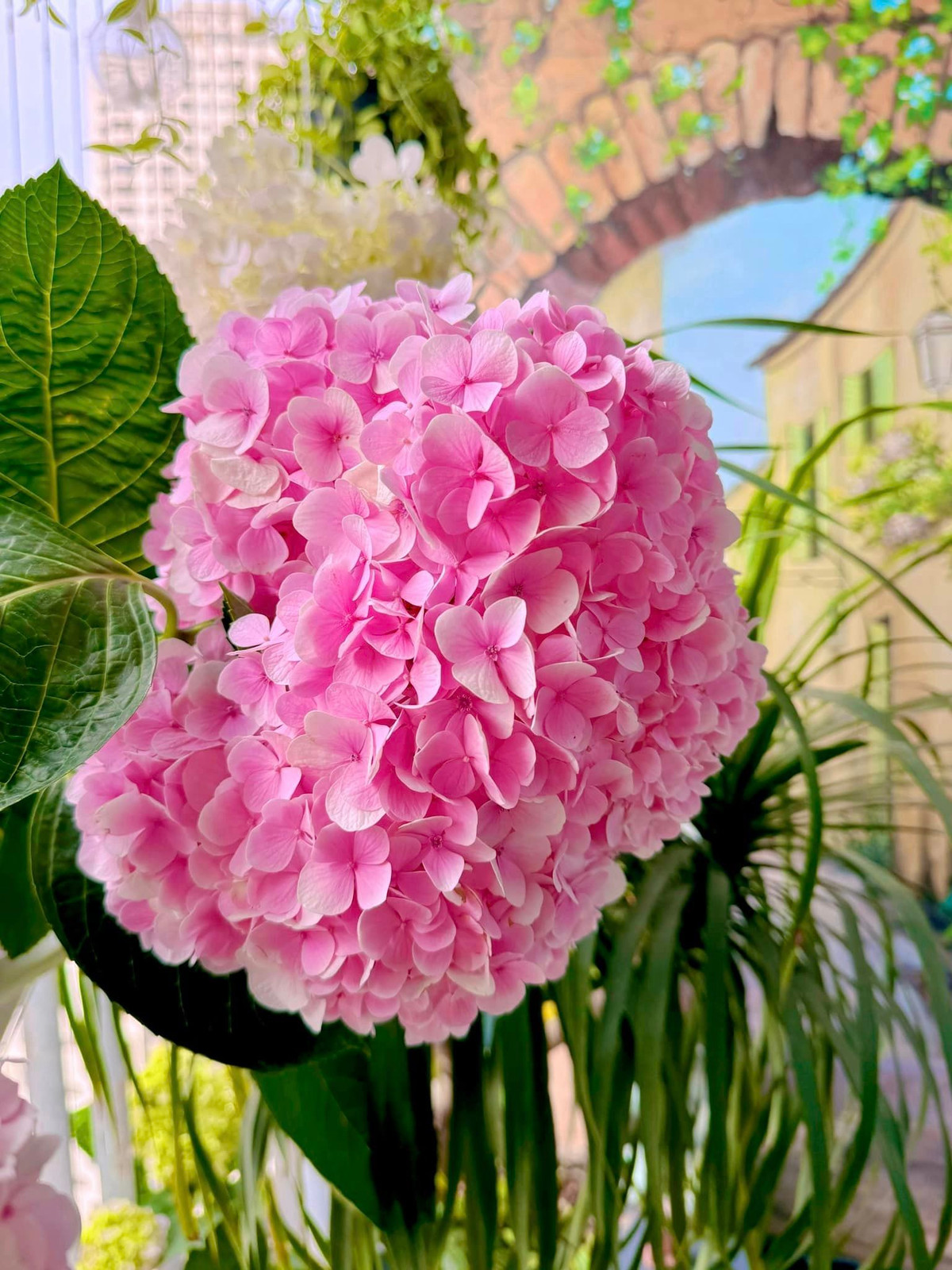 Cận cảnh bông cẩm tú cầu đang bung nở khoe sắc.