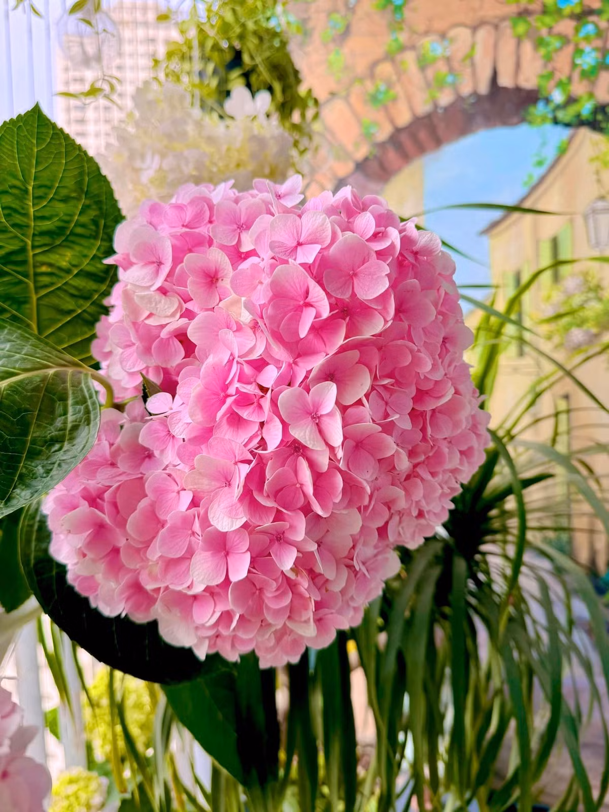 Cận cảnh bông cẩm tú cầu đang bung nở khoe sắc.