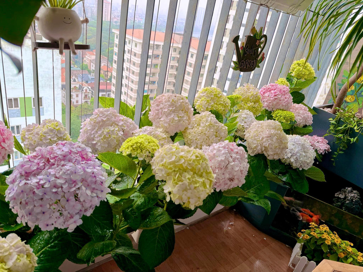 Hoa cẩm tú cầu mang vẻ đẹp mong nhanh, tinh tế như hình ảnh người thiếu nữ. Khi nhắc đến hoa cẩm tú cầu, ta thường nghĩ ra loài hoa này tượng trưng cho sự kiêu sa, lạnh lùng.