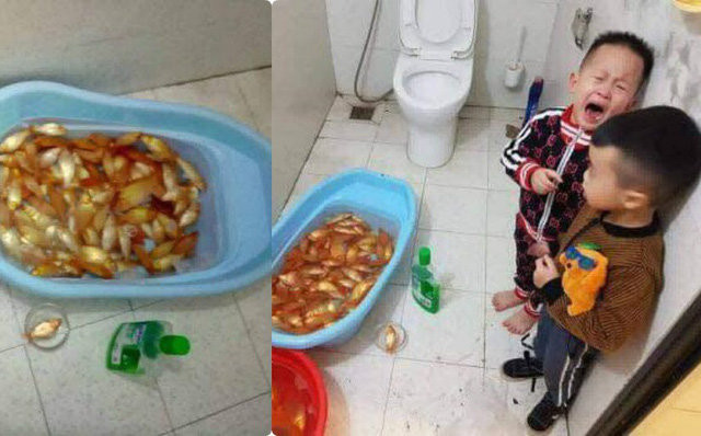 Không chịu kém anh kém em, hai "ông tướng" này thậm chí còn rửa cá chép bằng xà phòng cho sạch. Thế là cha mẹ mất hẳn một chậu cá chép vàng cũng ông Công ông Táo, mà những ngày này giá cá có rẻ đâu cơ chứ.