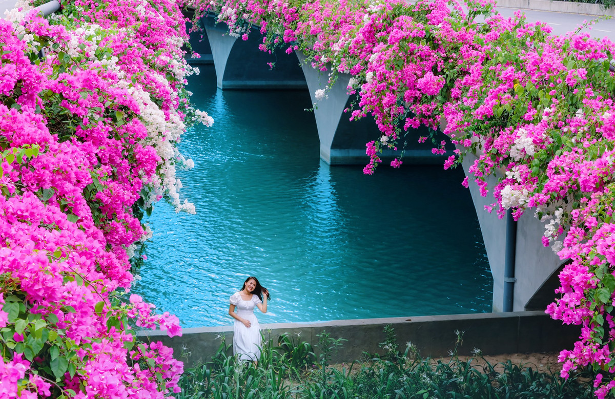 Từng bông hoa giấy mỏng manh, đậm màu rung rinh trước gió khiến ai nấy đều mê mẩn, dù chỉ vô tình đi ngang qua cũng phải dừng lại ngắm nghía.