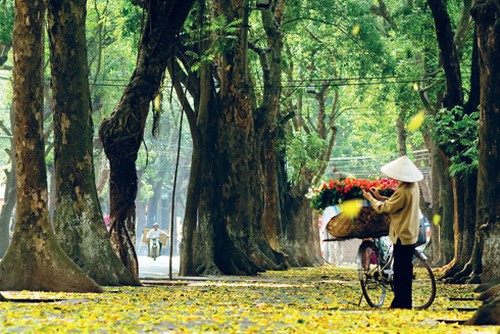 Đang mùa cây thay lá lại có nắng đẹp, con phố lãng mạn nhất Hà Nội Phan Đình Phùng sẽ là địa điểm đẹp để hội mê sống ảo tới chụp hình.