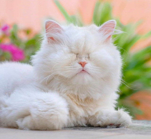 Tuy nhiên tại đây Moet không được chăm sóc tử tế, không có thức ăn và nước uống, chú phải sống trong một cái chuồng bẩn thỉu.