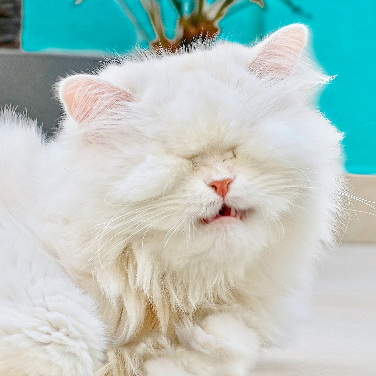 Emily Shotter bắt đầu đăng tải ảnh Moet từ năm 2018 và chú mèo này nhanh chóng trở thành 1 ngôi sao trên mạng xã hội.