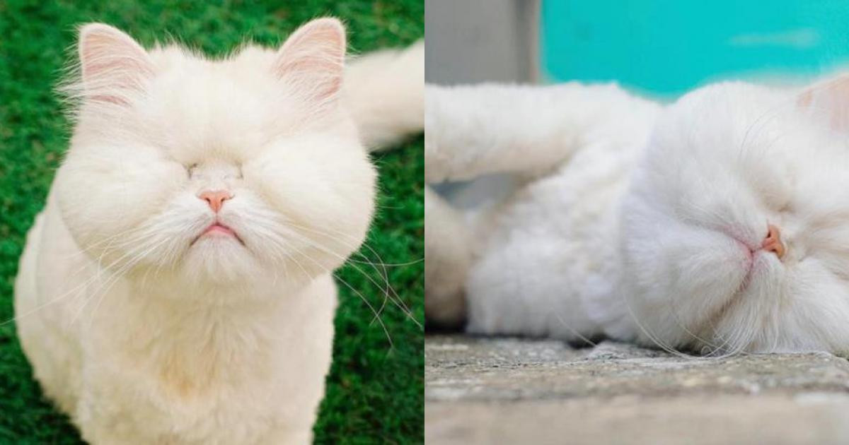 Cô chủ hiện tại tìm thấy Moet tại Tổ chức từ thiện động vật ở Oman và quyết định đem chú về nuôi.