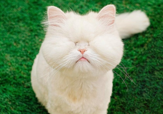 Một chú mèo Ba Tư có tên Moet mới đây được dân tình chú ý khi sở hữu lượng người hâm mộ cực kỳ đông đảo không thua kém gì các ngôi sao mạng xã hội khác.