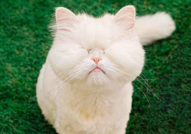 Dù bị mù, chú mèo Ba Tư vẫn thành idol MXH với biểu cảm lạ Du bi mu, chu meo Ba Tu van thanh idol MXH voi bieu cam la