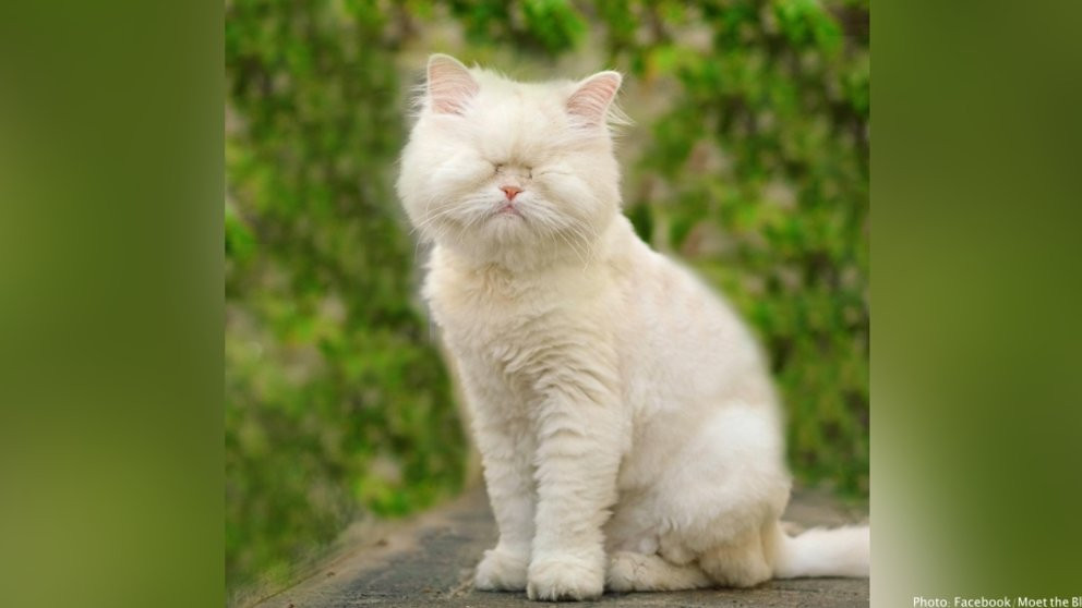 Moet hiện đang sở hữu tài khoản cá nhân riêng với hơn 50 ngàn người theo dõi. Mời quý độc giả đón xem thêm video Cận cảnh chú mèo nặng 20kg, giá 120 triệu đồng - Nguồn: KÊNH VTC1