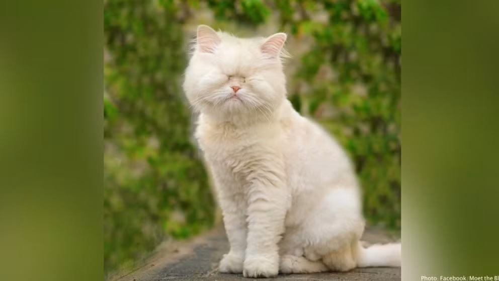 Moet hiện đang sở hữu tài khoản cá nhân riêng với hơn 50 ngàn người theo dõi. Mời quý độc giả đón xem thêm video Cận cảnh chú mèo nặng 20kg, giá 120 triệu đồng - Nguồn: KÊNH VTC1