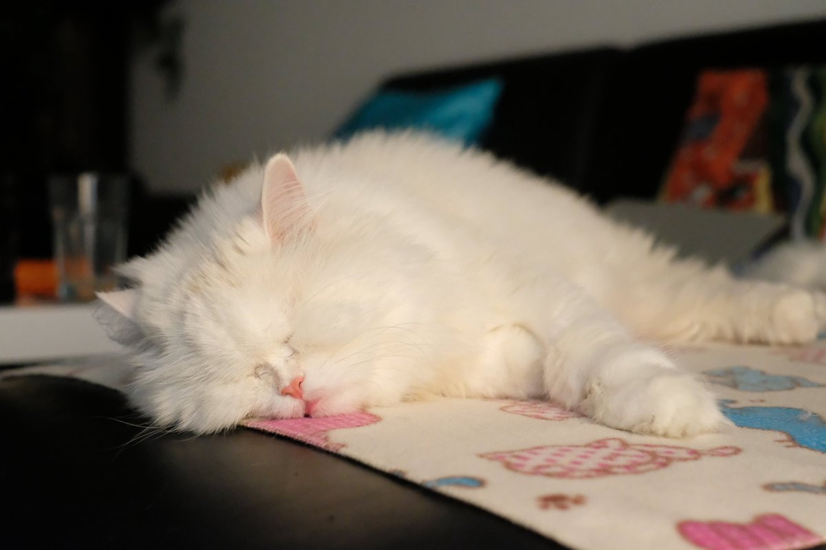 Hiện tại cuộc sống của Moet rất ổn và được cô chủ hết mực yêu thương, chăm sóc.