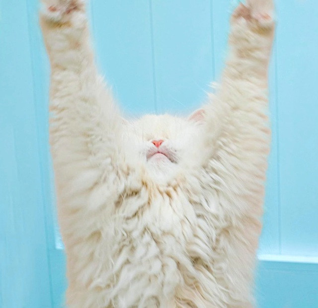 Được biết cách đây 6 năm, chú mèo Ba Tư này sinh ra từ một cuộc lai tạo và sau đó được đưa đến một nơi được coi là "cửa hàng thú cưng".