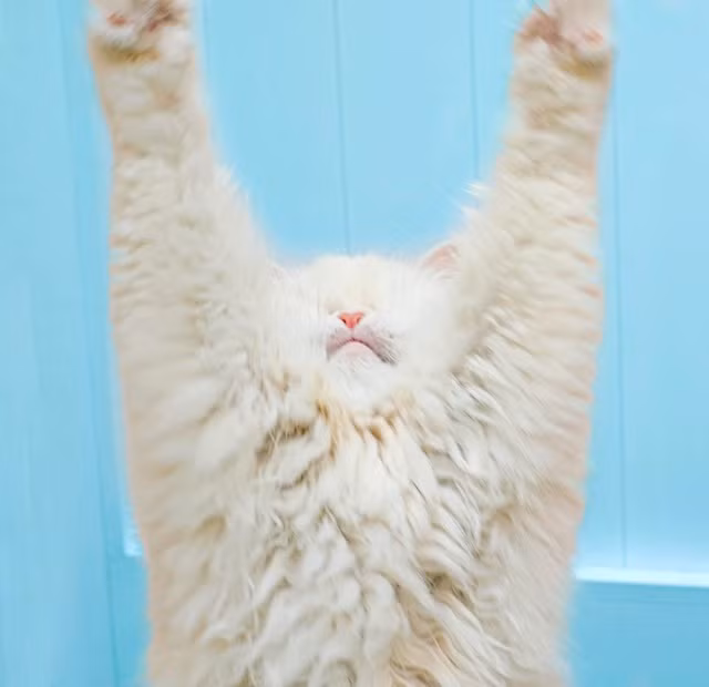 Được biết cách đây 6 năm, chú mèo Ba Tư này sinh ra từ một cuộc lai tạo và sau đó được đưa đến một nơi được coi là "cửa hàng thú cưng".