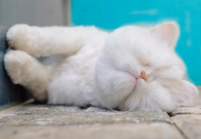 Moet bị mù trước khi được cô chủ Emily Shotter nhận nuôi vào năm 2014.