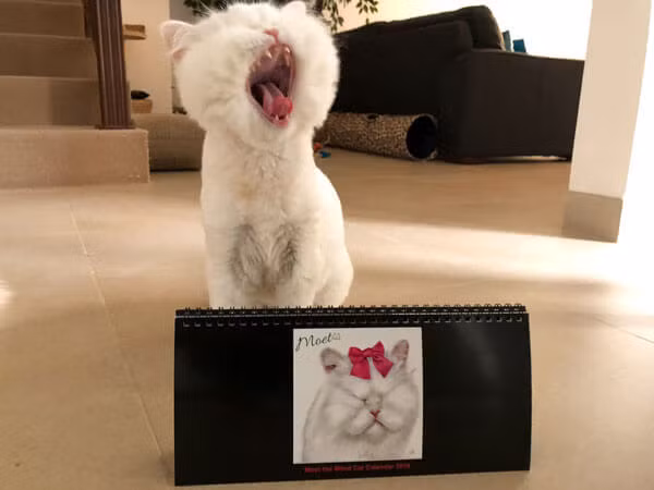 Dù bị mù hai mắt nhưng Moet vẫn rất đáng yêu với bộ lông trắng muốt.