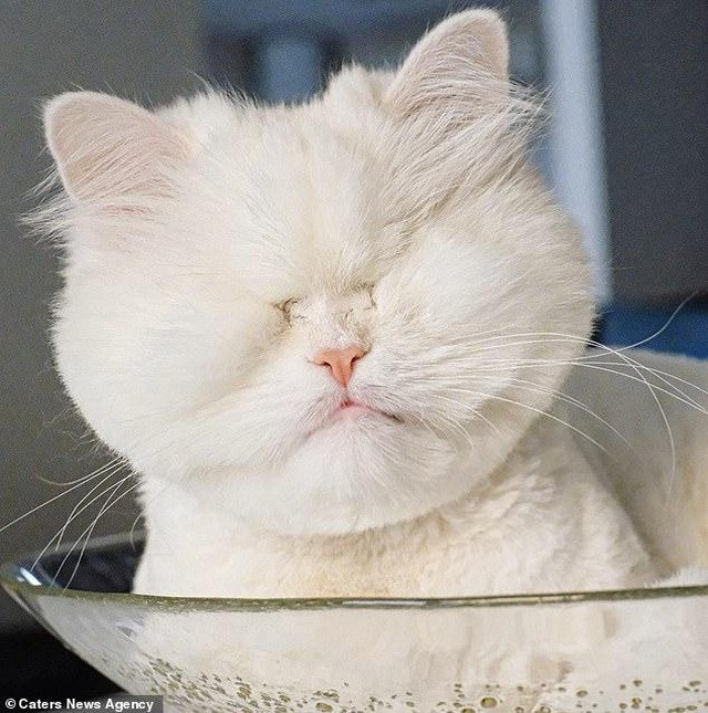 Sau một thời gian dài không chống chọi được với môi trường sống đó, chú mèo càng trở nên ốm yếu và bị mù hai mắt.