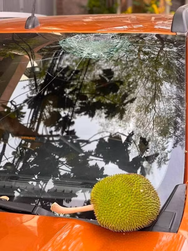 Chiếc xe này được chủ đỗ dưới cây mít và đây là hình ảnh sau 1 đêm.